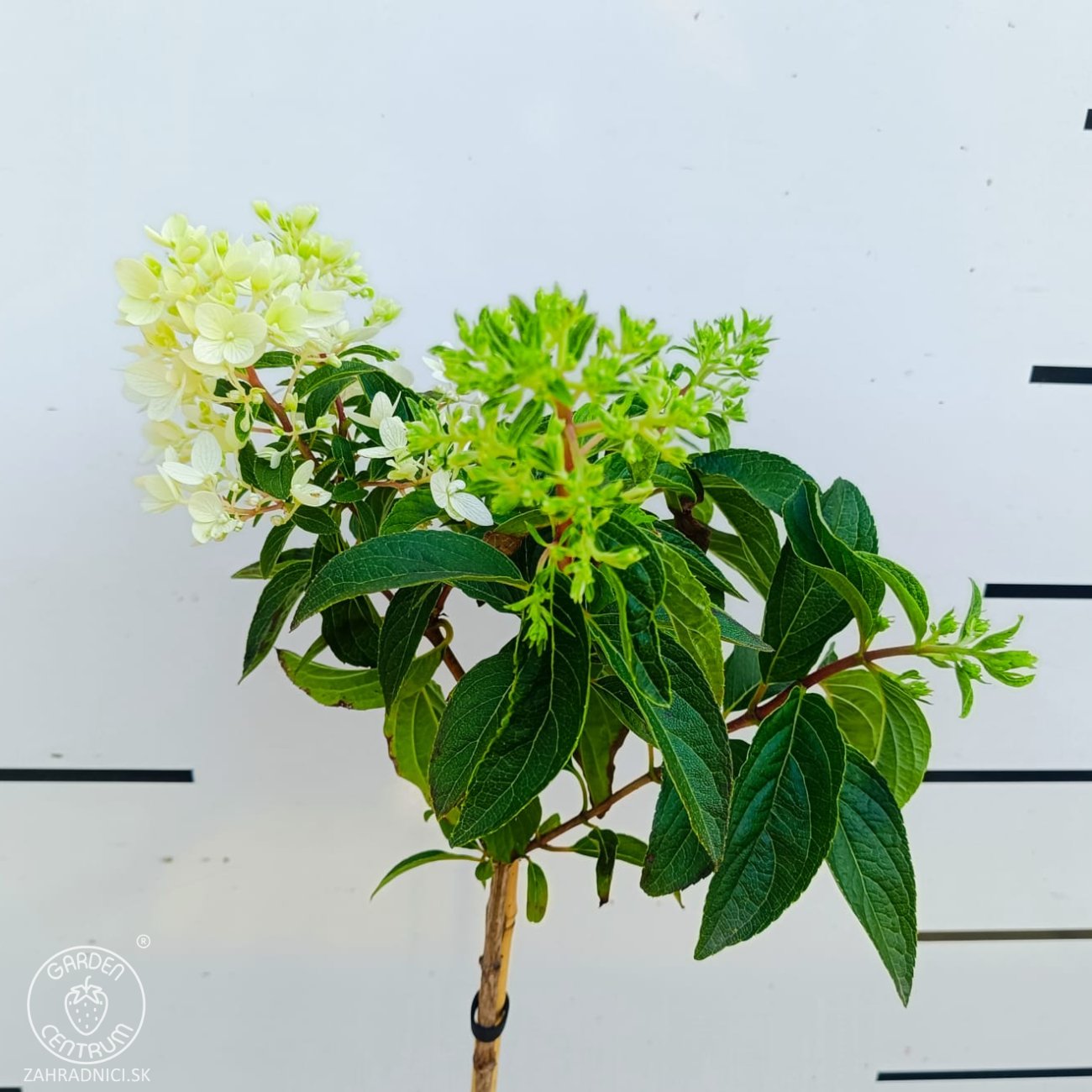 Obrázok Hortenzia metlinatá (Hydrangea paniculata) ´GROUNDBREAKER® BLUSH´ by LIVING CREATIONS®´ - výška 60-70 cm, kont. C3L - NA KMIENKU